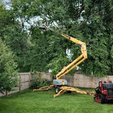 How Our Tree Care Process Works  in Fordyce, AR